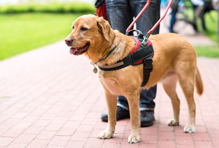 A service dog falls under the vrbo service animal policy