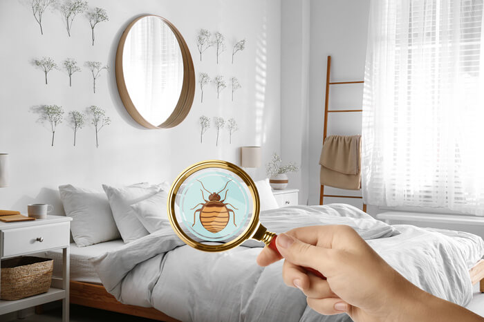 How to protect your property from Airbnb bed bugs