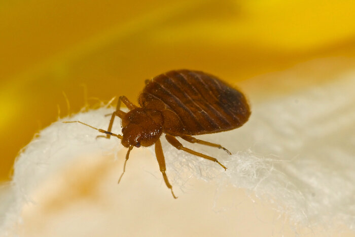 An image of Airbnb bed bugs