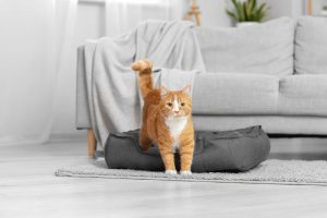 Include cat-friendly amenities too in your tiny home. Include a whole pack of pet amenities in the living area